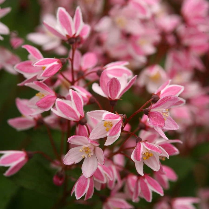 Yuki Cherry Blossom® Deutzia - Deutzia 'NCDX2' PPAF, Can 5079 (Deutzia) from E.C. Brown's Nursery