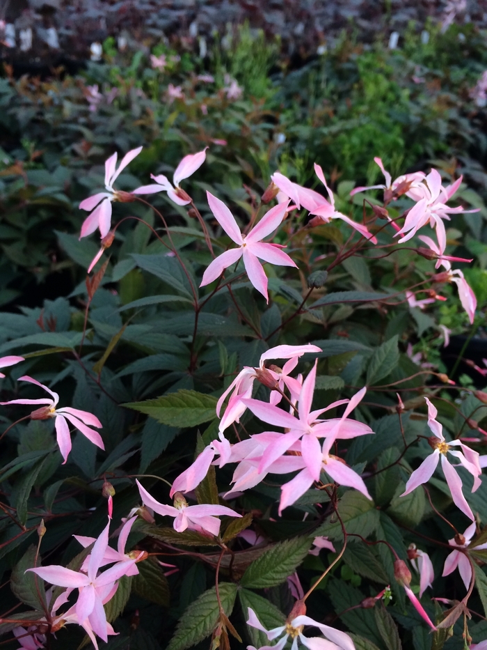 Bowman's Root - Gillenia trifoliata 'Pink Profusions' from E.C. Brown's Nursery