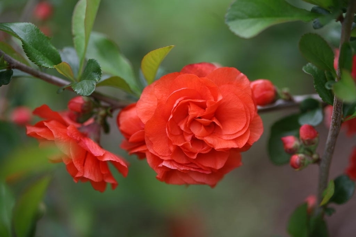 Double Take Orange™ - Chaenomeles Flowering Quince from E.C. Brown's Nursery