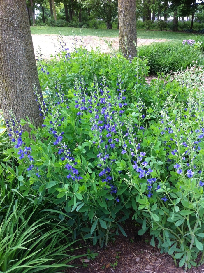Blue False Indigo - Baptisia australis from E.C. Brown's Nursery