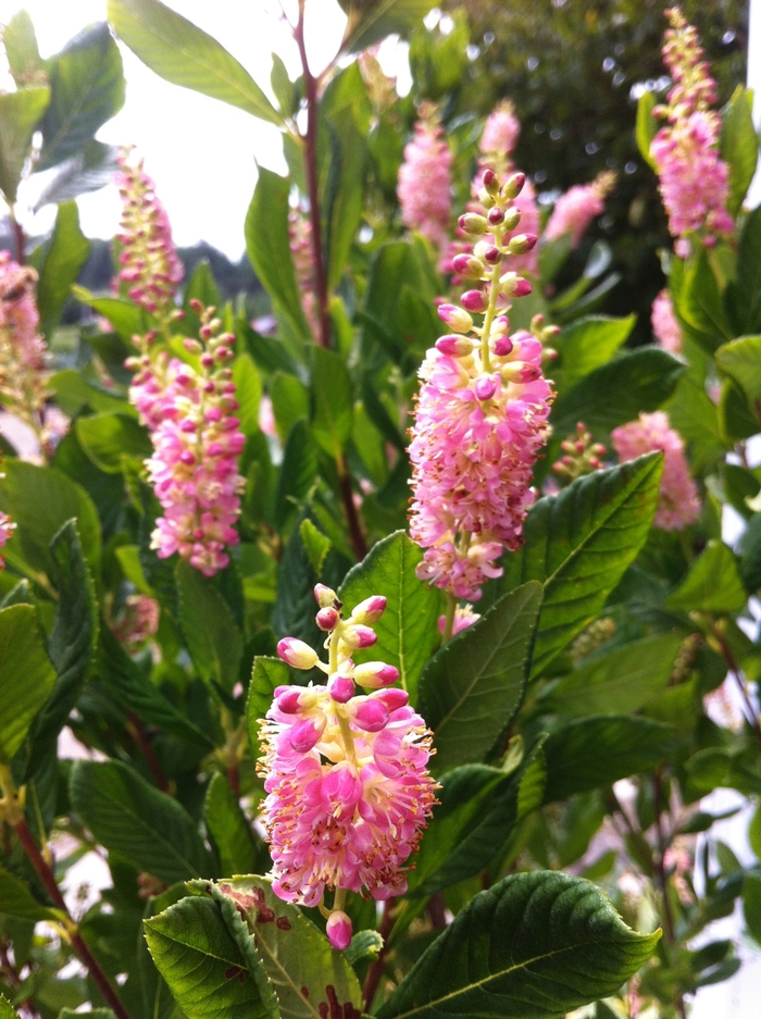 Summersweet - Clethra alnifolia 'Ruby Spice' from E.C. Brown's Nursery