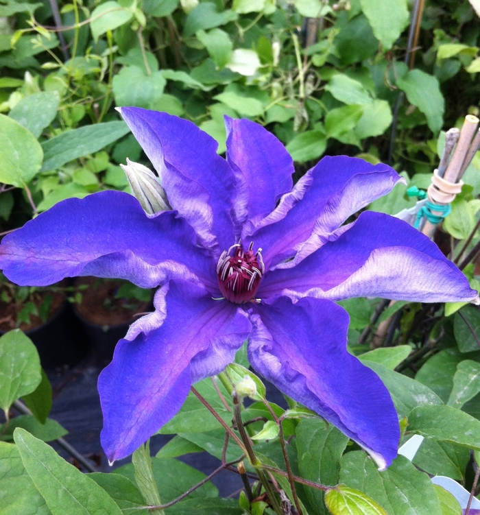 Clematis - Clematis 'The President' from E.C. Brown's Nursery Clematis - Clematis 'The President' from E.C. Brown's Nursery