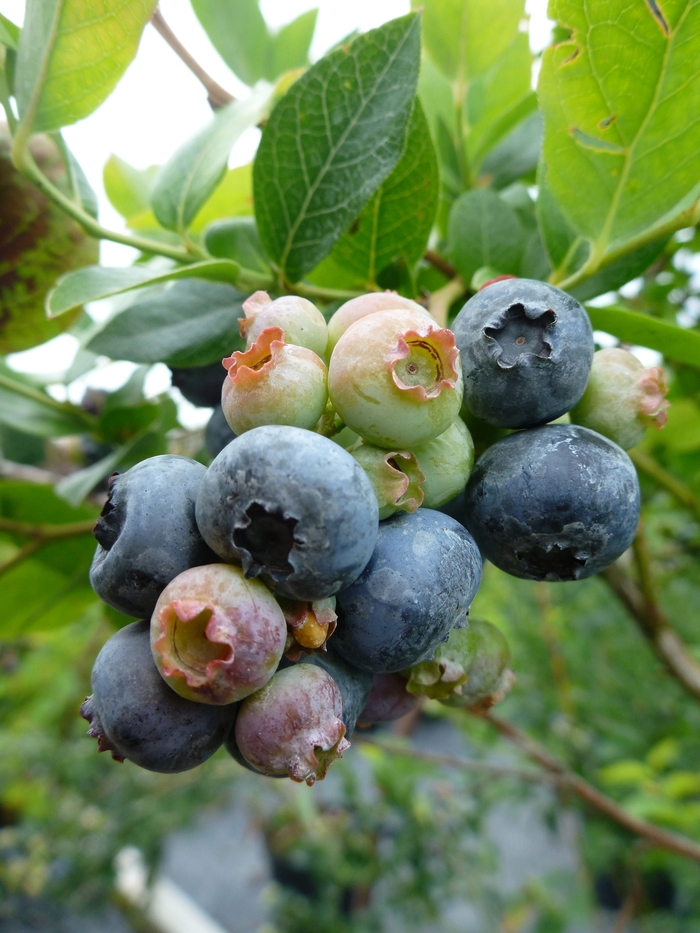 Northland Blueberry - Blueberry 'Northland' from E.C. Brown's Nursery Northland Blueberry - Blueberry 'Northland' from E.C. Brown's Nursery