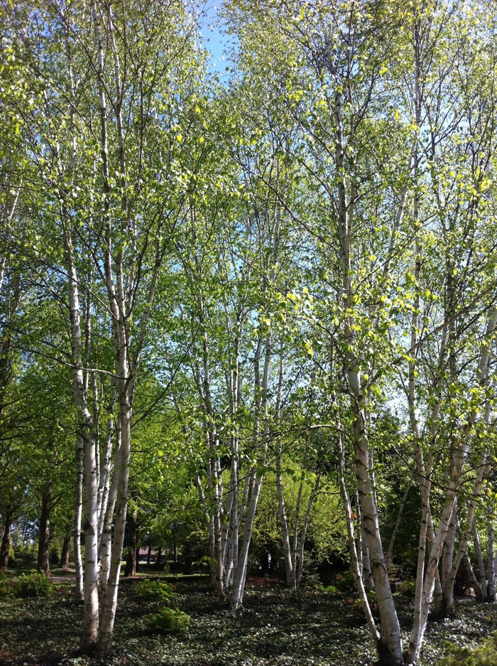 Paper Birch - Betula papyrifera from E.C. Brown's Nursery