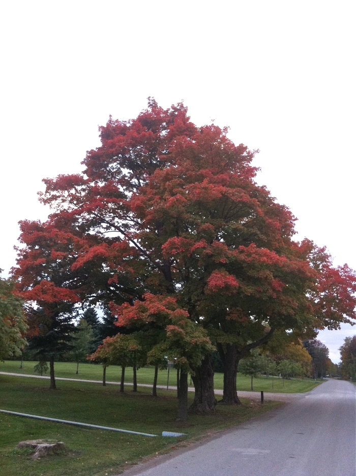 Silver Maple - Acer saccharinum from E.C. Brown's Nursery