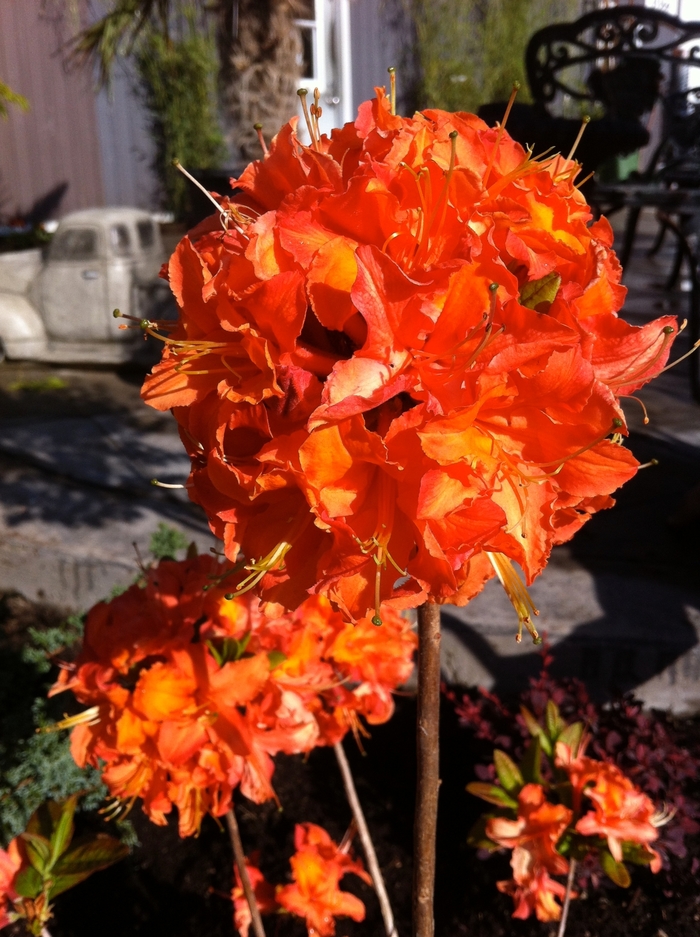 Azalea - Azalea 'Mandarin Lights' from E.C. Brown's Nursery