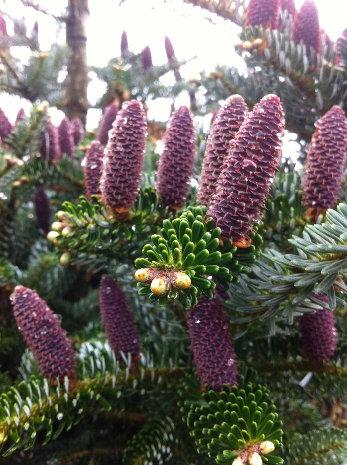 Silberlocke Korean Fir - Abies koreana 'Silberlocke' from E.C. Brown's Nursery