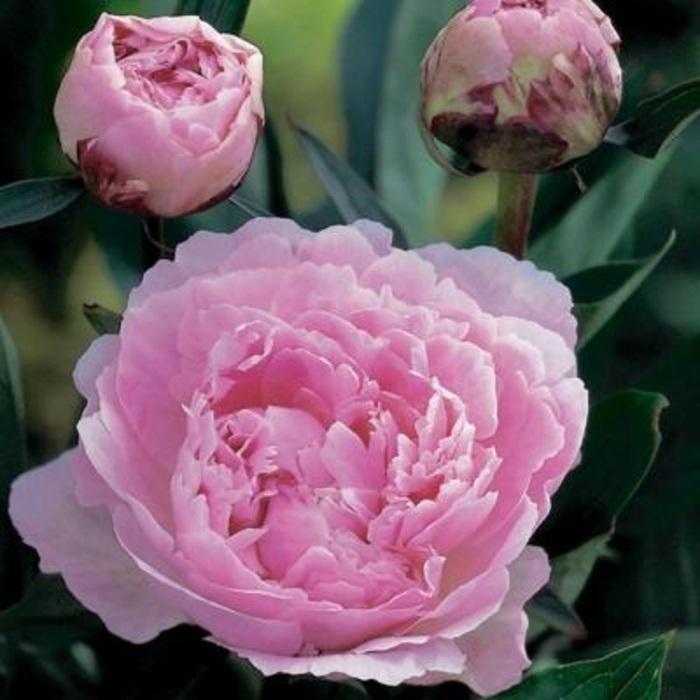 Mons. Jules Elie Peony - Paeonia 'Mons. Jules Elie' from E.C. Brown's Nursery Mons. Jules Elie Peony - Paeonia 'Mons. Jules Elie' from E.C. Brown's Nursery