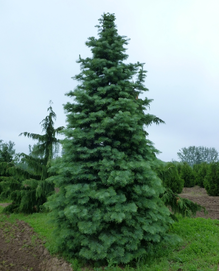 White Fir - Abies concolor from E.C. Brown's Nursery
