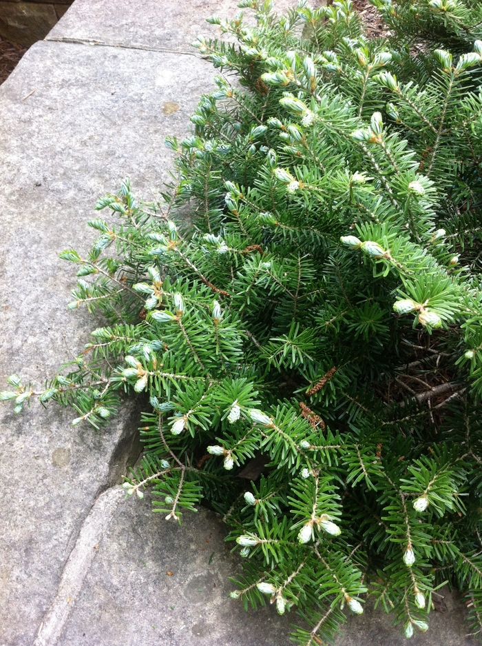Green Carpet Korean Fir - Abies koreana 'Green Carpet' from E.C. Brown's Nursery Green Carpet Korean Fir - Abies koreana 'Green Carpet' from E.C. Brown's Nursery