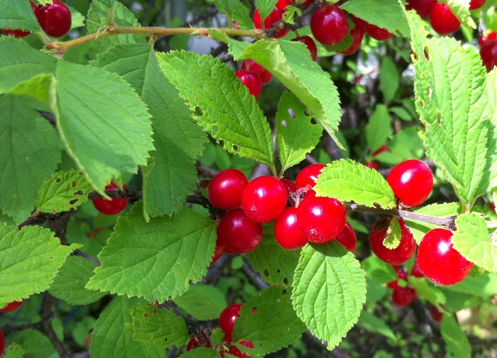 Nanking Cherry - Prunus tomentosa from E.C. Brown's Nursery Nanking Cherry - Prunus tomentosa from E.C. Brown's Nursery