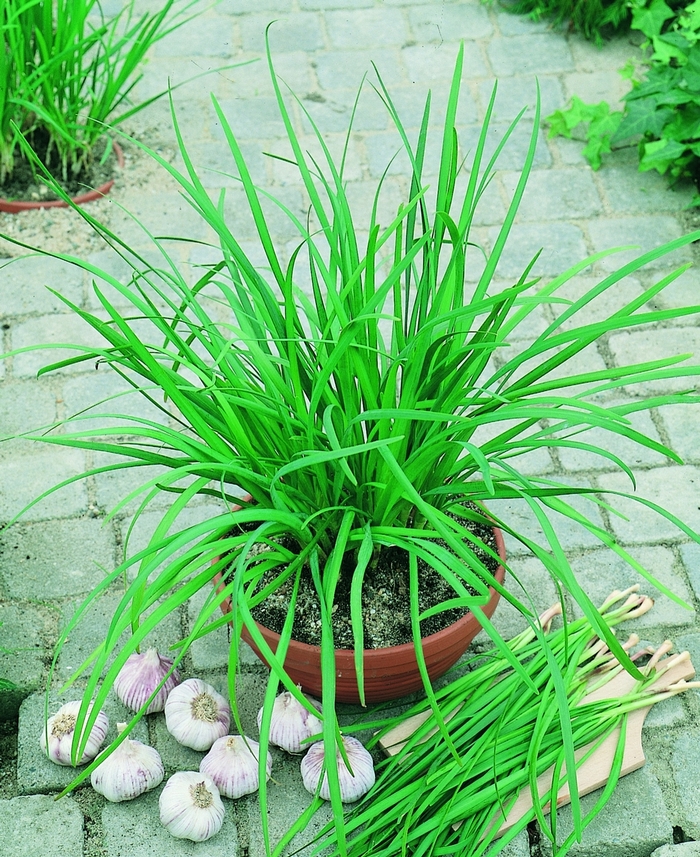 Garlic Chives - Allium tuberosum 'Chives Geisha' from E.C. Brown's Nursery Garlic Chives - Allium tuberosum 'Chives Geisha' from E.C. Brown's Nursery