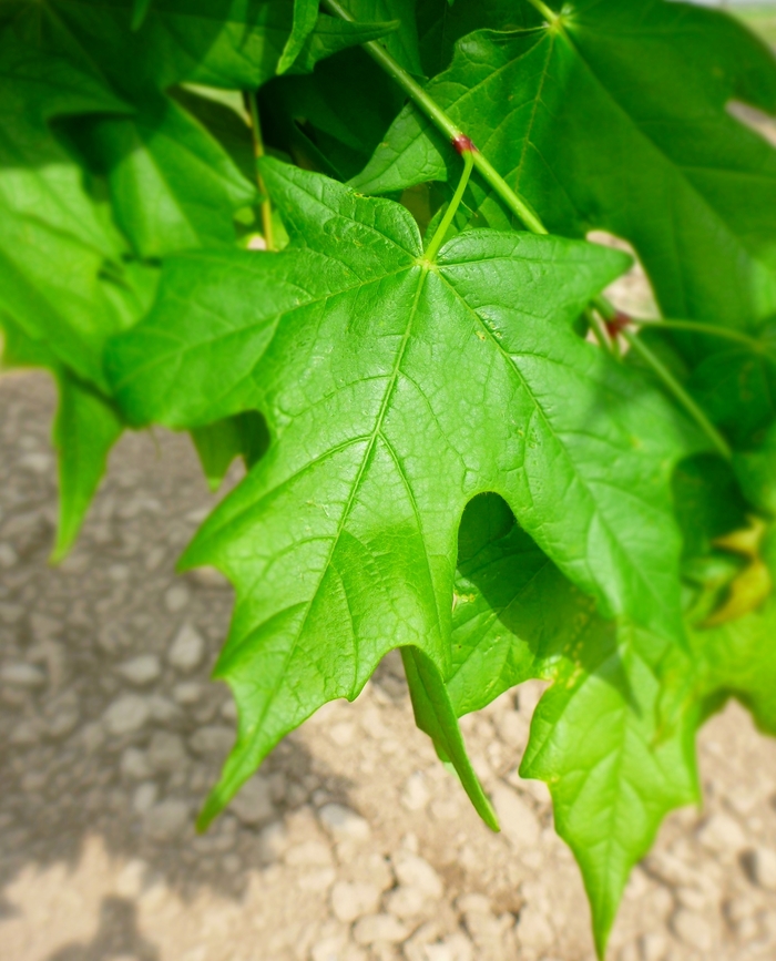 Legacy® Sugar Maple - Acer saccharum 'Legacy' from E.C. Brown's Nursery