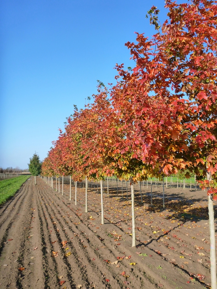 Fall Fiesta® Sugar Maple - Acer saccharum 'Bailsta' from E.C. Brown's Nursery Fall Fiesta® Sugar Maple - Acer saccharum 'Bailsta' from E.C. Brown's Nursery