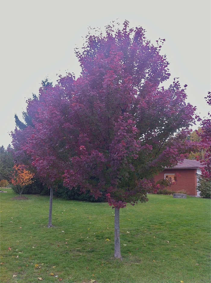 Brandywine Maple - Acer rubrum 'Brandywine' from E.C. Brown's Nursery Brandywine Maple - Acer rubrum 'Brandywine' from E.C. Brown's Nursery