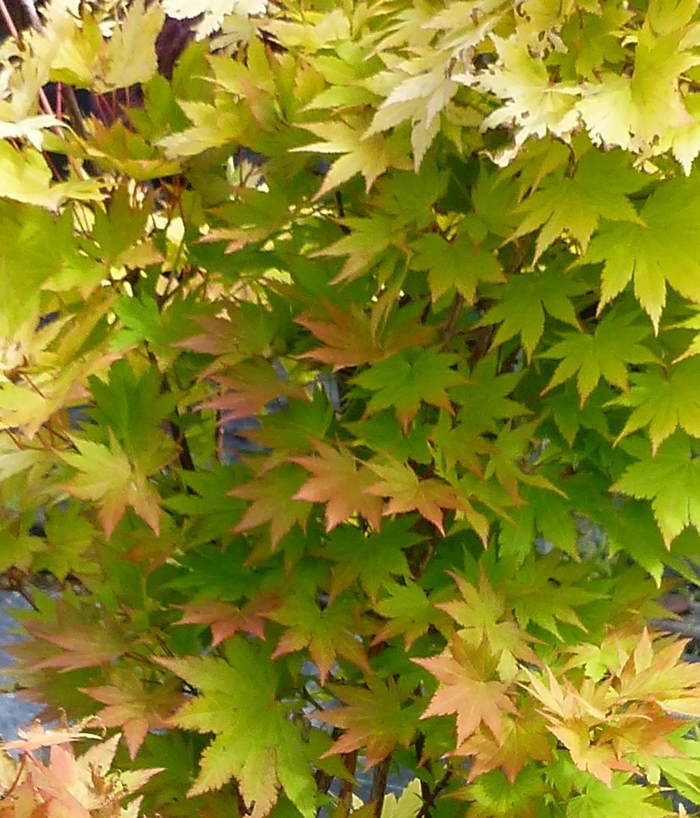 Golden Japanese Maple - Acer palmatum 'Orange Dream' from E.C. Brown's Nursery