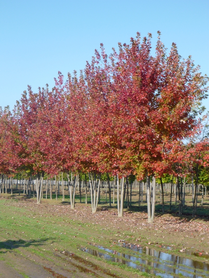 Autumn Blaze® Red Maple Tree - Acer freemanii 'Autumn Blaze®' from E.C. Brown's Nursery Autumn Blaze® Red Maple Tree - Acer freemanii 'Autumn Blaze®' from E.C. Brown's Nursery
