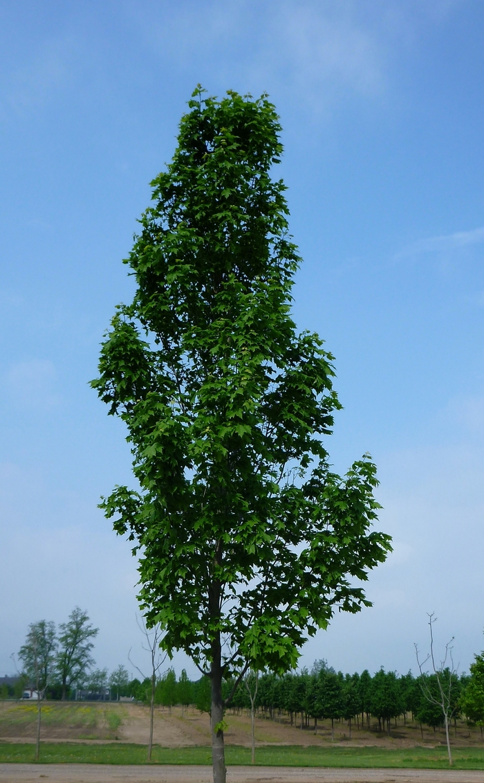 Armstrong Maple - Acer x freemanii 'Armstrong' from E.C. Brown's Nursery Armstrong Maple - Acer x freemanii 'Armstrong' from E.C. Brown's Nursery