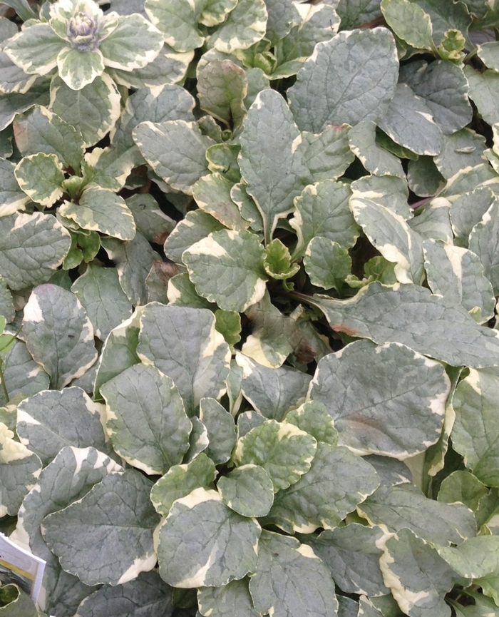 'Silver Queen' Bugleweed - Ajuga reptans from E.C. Brown's Nursery 'Silver Queen' Bugleweed - Ajuga reptans from E.C. Brown's Nursery