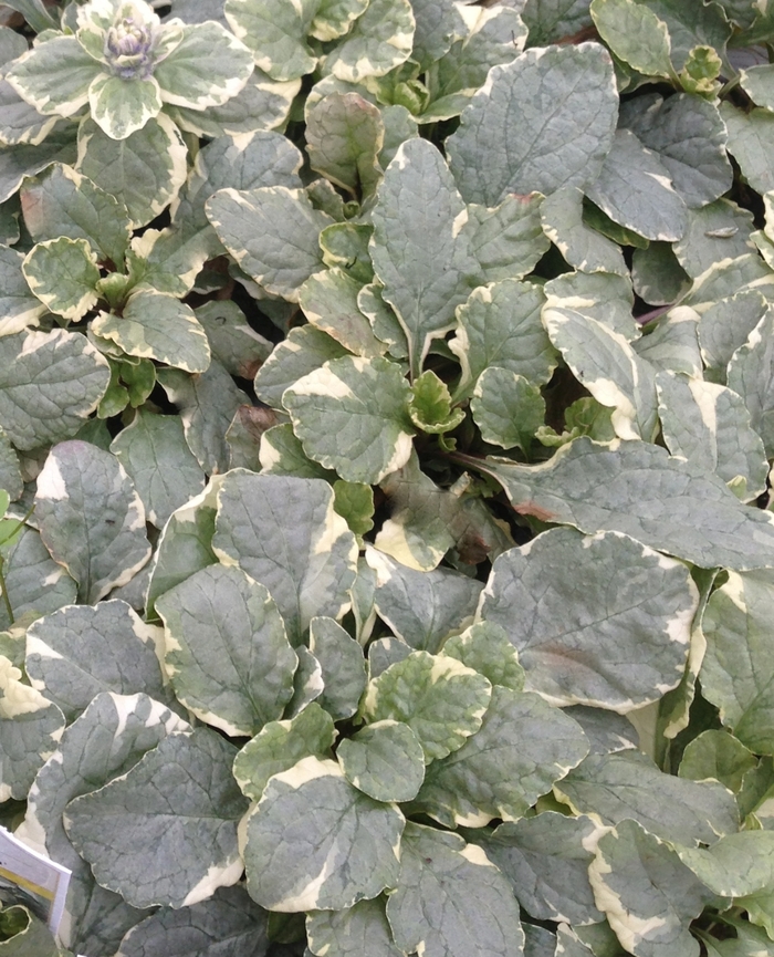 'Silver Queen' Bugleweed - Ajuga reptans from E.C. Brown's Nursery