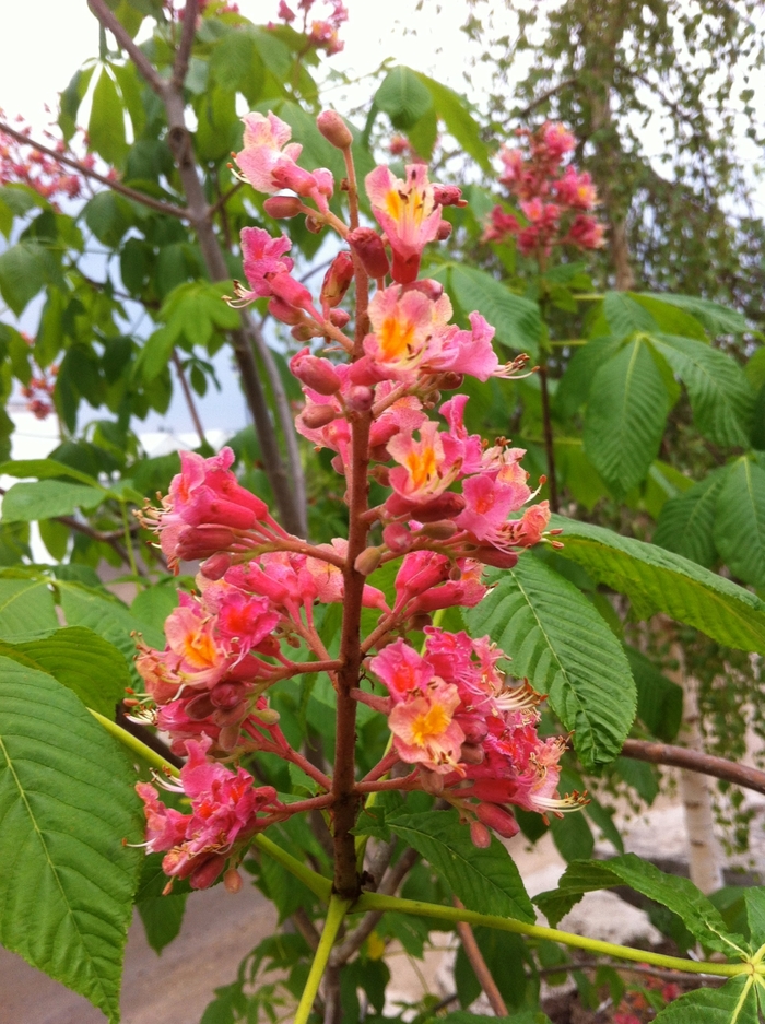 Fort McNair Horsechestnut - Aesculus x carnea 'Fort McNair' from E.C. Brown's Nursery