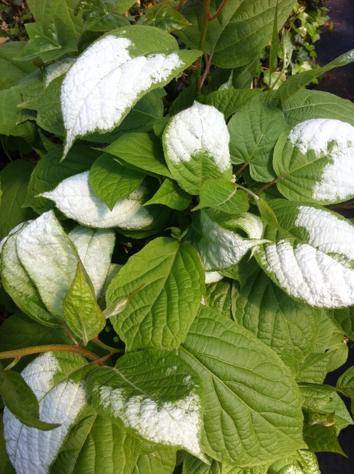 Hardy Kiwi Male - Actinidia kolomikta (male) from E.C. Brown's Nursery