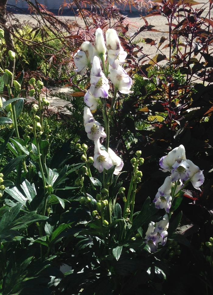 Monkshood - Aconitum cammarum 'Eleanora' from E.C. Brown's Nursery