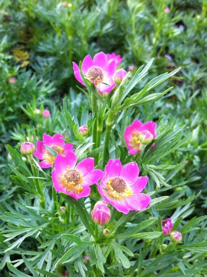 Cutleaf Anemone - Anemone multifida 'Rubra' from E.C. Brown's Nursery