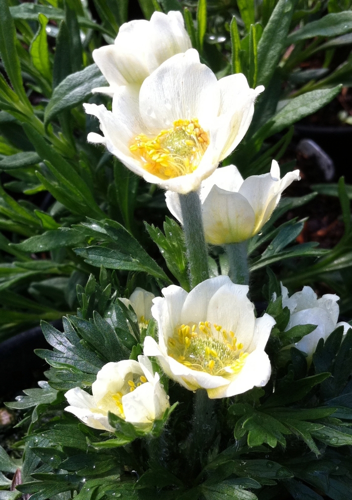 'Major' Cutleaf Anemone - Anemone multifida from E.C. Brown's Nursery