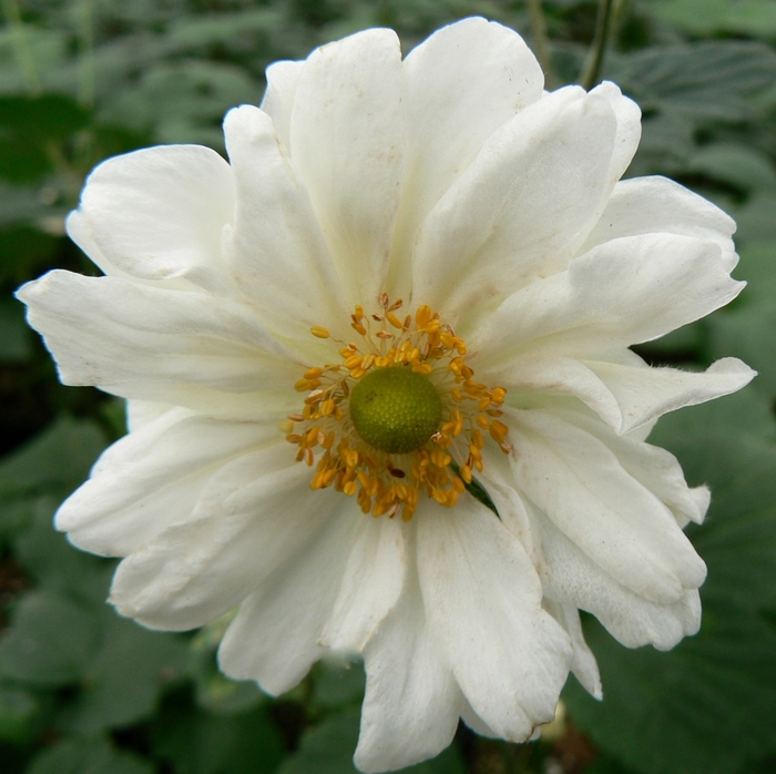 Japanese Anemone - Anemone 'Whirlwind' from E.C. Brown's Nursery
