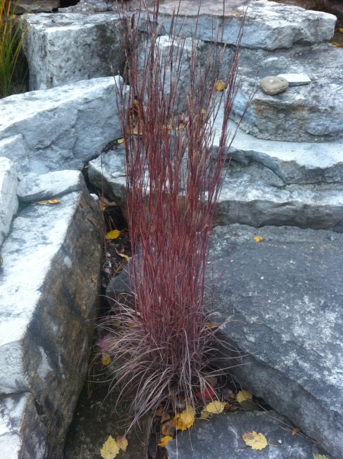 Little Bluestem - Schizachyrium scoparium from E.C. Brown's Nursery