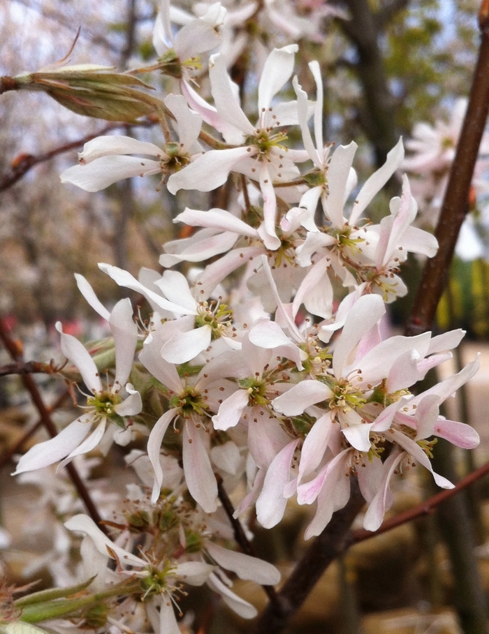 Robin Hill Serviceberry - Amelanchier x grandiflora 'Robin Hill' from E.C. Brown's Nursery