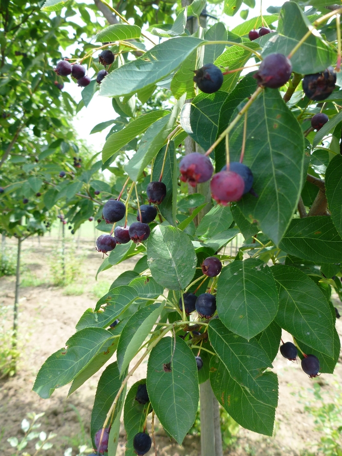 Serviceberry - Amelanchier canadensis from E.C. Brown's Nursery