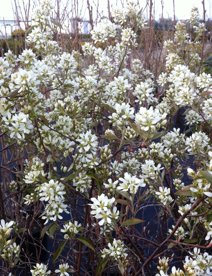 Saskatoon Berry - Amelanchier alnifolia from E.C. Brown's Nursery