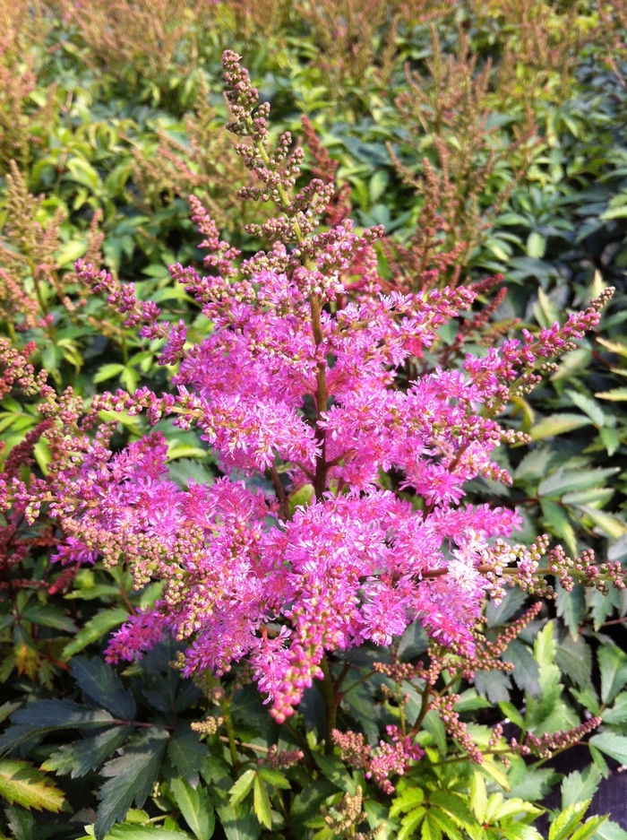 False Spirea - Astilbe 'Younique Lilac' from E.C. Brown's Nursery False Spirea - Astilbe 'Younique Lilac' from E.C. Brown's Nursery