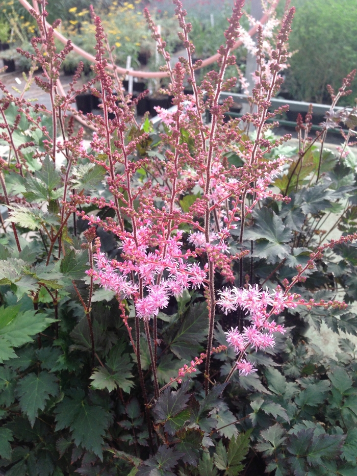 False Spirea - Astilbe 'Delft Lace' from E.C. Brown's Nursery