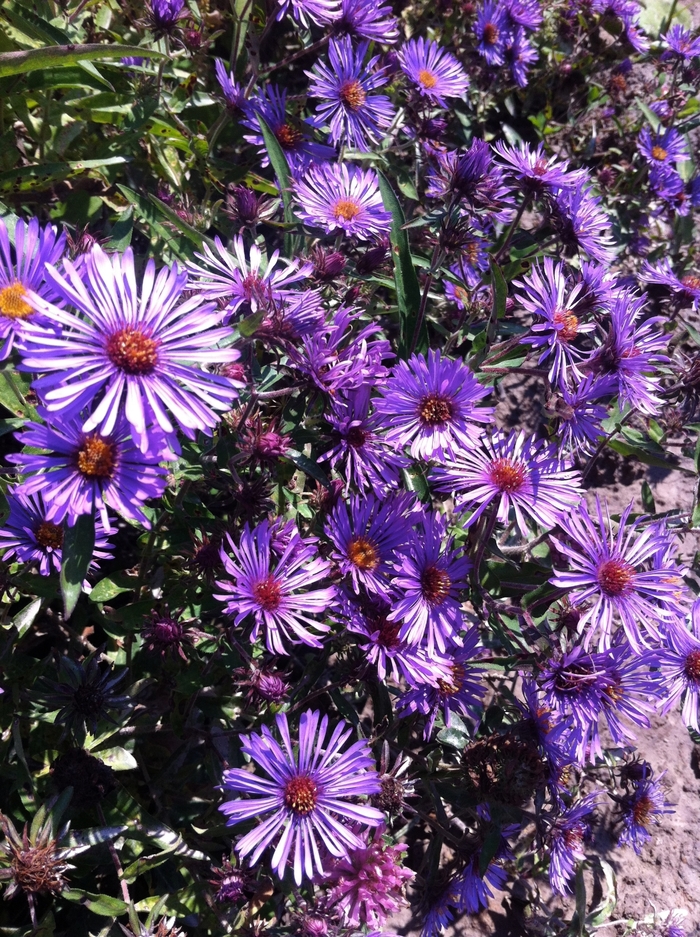 New England Aster - Aster novae-angliae from E.C. Brown's Nursery New England Aster - Aster novae-angliae from E.C. Brown's Nursery