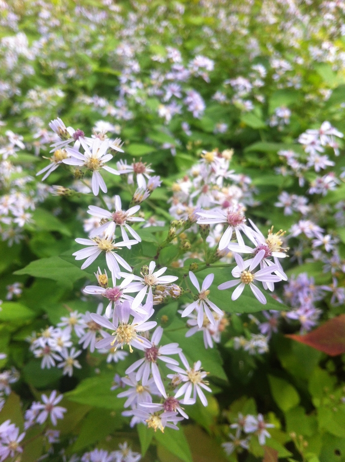 Heart-leaved Aster - Aster cordifolius from E.C. Brown's Nursery