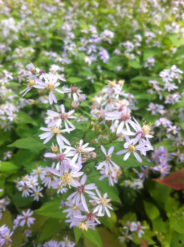 Blue Wood Aster - Aster cordifolius from E.C. Brown's Nursery Blue Wood Aster - Aster cordifolius from E.C. Brown's Nursery