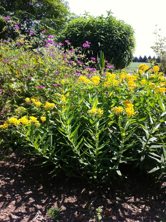 Butterfly Milkweed - Asclepias tuberosa 'Hello Yellow' from E.C. Brown's Nursery Butterfly Milkweed - Asclepias tuberosa 'Hello Yellow' from E.C. Brown's Nursery