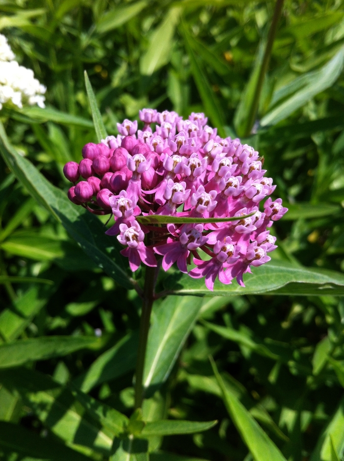 Swamp Milkweed - Asclepias incarnata from E.C. Brown's Nursery