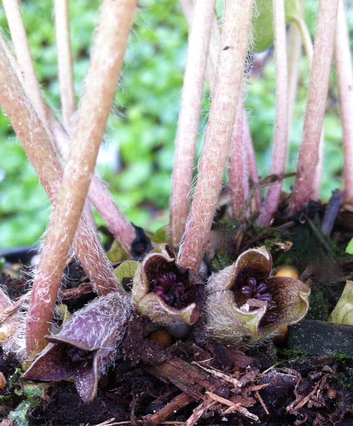 European Ginger - Asarum europaeum from E.C. Brown's Nursery European Ginger - Asarum europaeum from E.C. Brown's Nursery