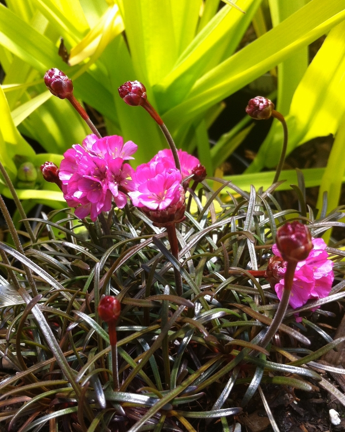 'Rubrifolia' Red-leaved Sea Thrift - Armeria maritima from E.C. Brown's Nursery 'Rubrifolia' Red-leaved Sea Thrift - Armeria maritima from E.C. Brown's Nursery