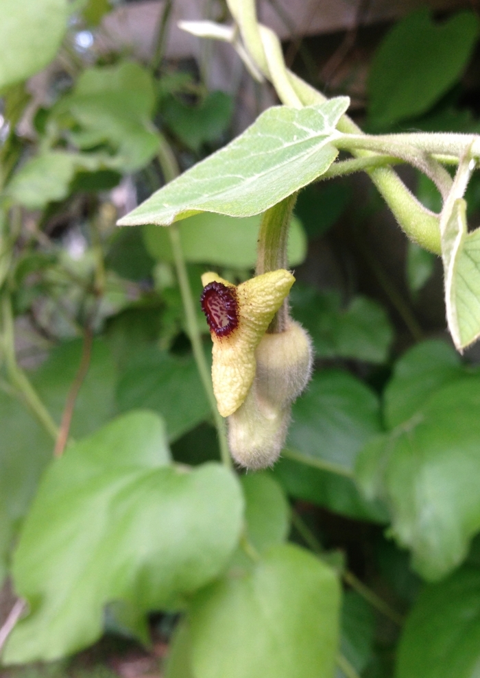 Dutchman's Pipe - Aristolochia durior from E.C. Brown's Nursery Dutchman's Pipe - Aristolochia durior from E.C. Brown's Nursery