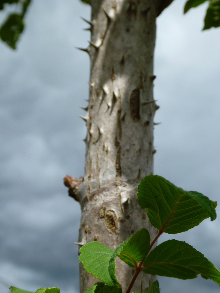 Devil's Walking Stick - Aralia elata from E.C. Brown's Nursery