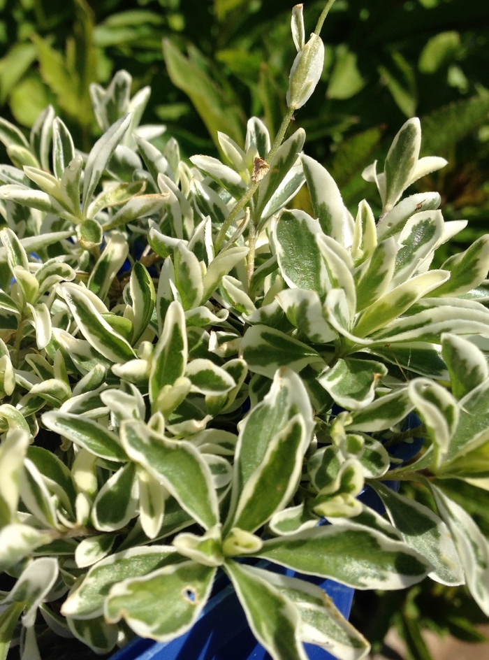 Alpine Rockcress - Arabis ferdinandi-coburgi 'Variegata' from E.C. Brown's Nursery