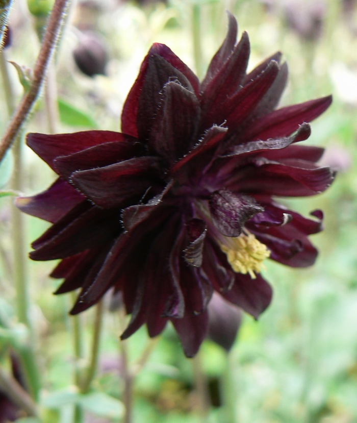 'Black Barlow' Columbine - Aquilegia vulgaris from E.C. Brown's Nursery