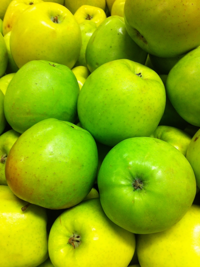 Mutsu Apple - Apple 'Mutsu' from E.C. Brown's Nursery