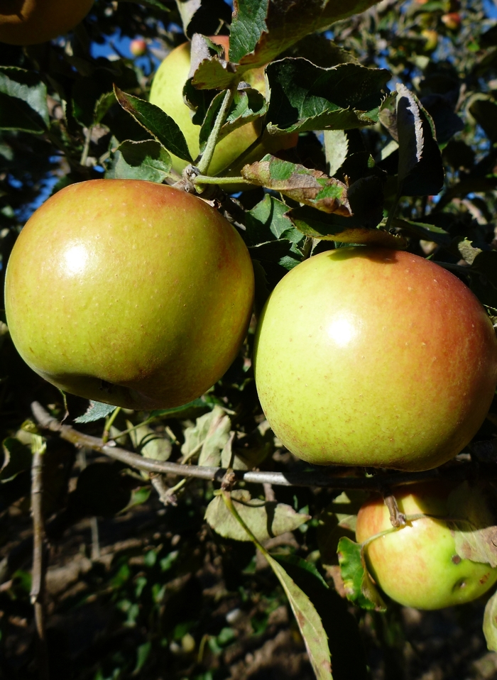 Jonagold Apple - Apple 'Jonagold' from E.C. Brown's Nursery