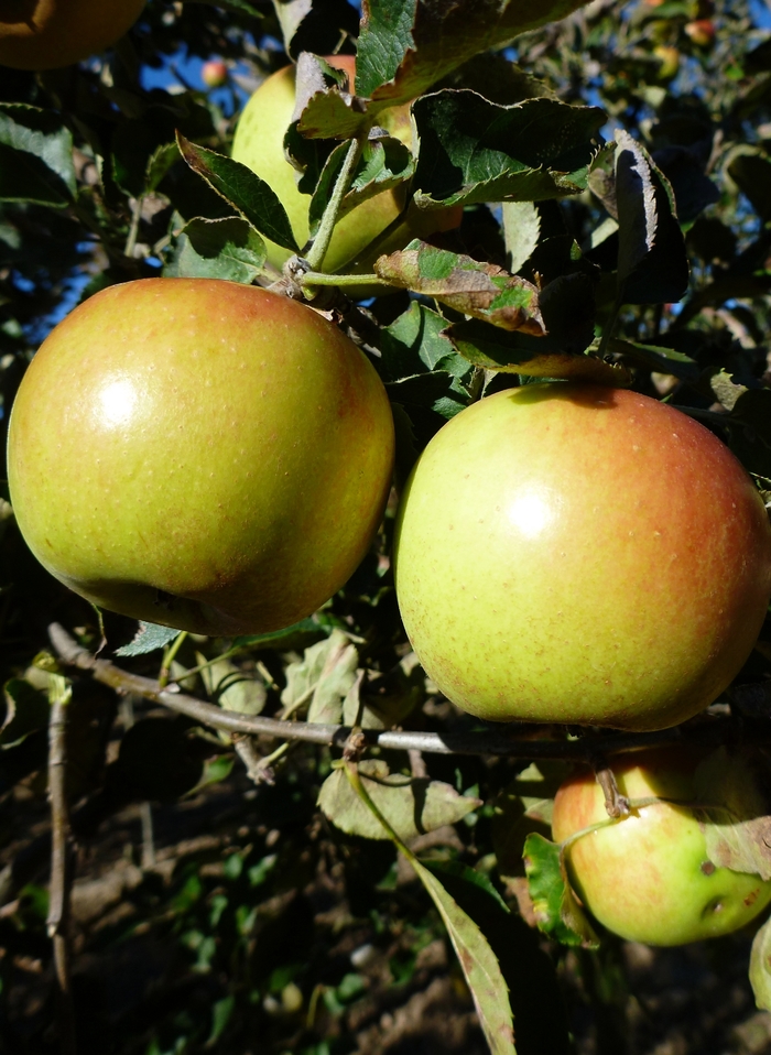 Jonagold Apple - Apple 'Jonagold' from E.C. Brown's Nursery Jonagold Apple - Apple 'Jonagold' from E.C. Brown's Nursery